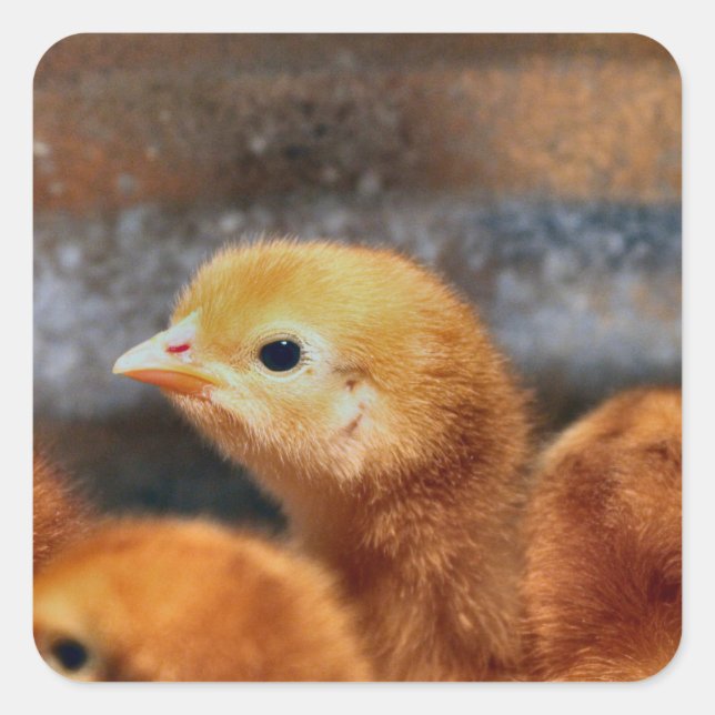 Peep Peep Quadratischer Aufkleber (Vorderseite)