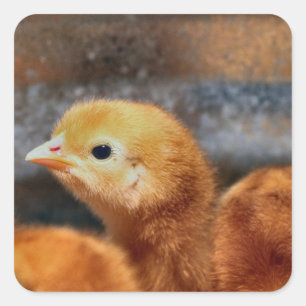 Peep Peep Quadratischer Aufkleber