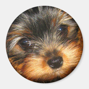 Peeping Yorkie Magnet