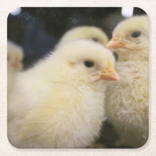 Peeps Rechteckiger Pappuntersetzer