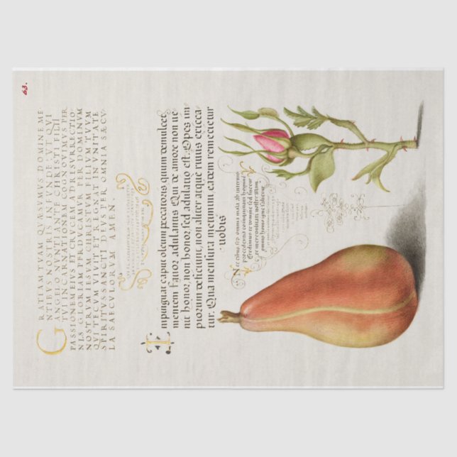 Peer-Französisch-Rose Kalligrafie Seidenpapier (Vorderseite)