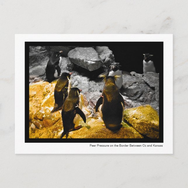 Peer Pressure on Kansas Border Pinguins Foto Postkarte (Vorderseite)