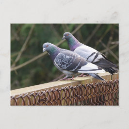 Peering-Tauben Postkarte