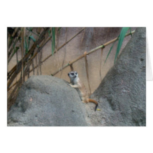 Peerkat Meerkat