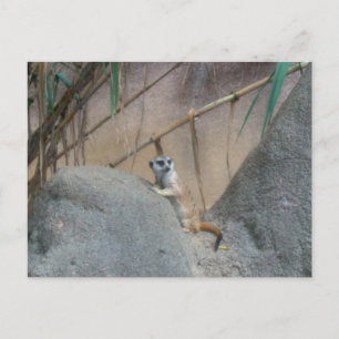 Peerkat Meerkat Postkarte