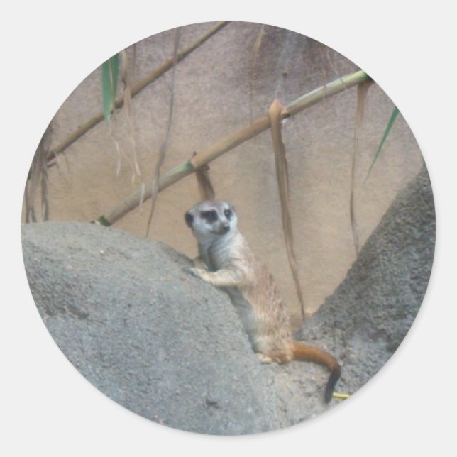 Peerkat Meerkat Runder Aufkleber (Vorderseite)
