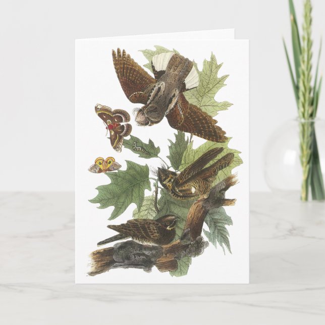 Peitsche-arm-werden Sie, John Audubon Karte (Vorderseite)