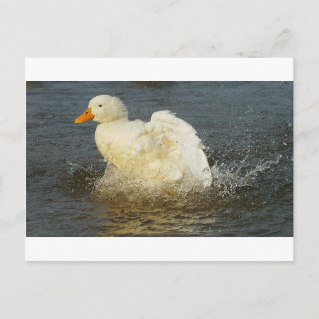 Pekin Duck IV Postkarte (Vorderseite)