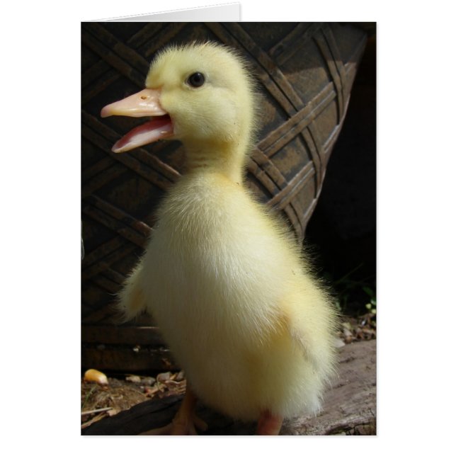 Pekin Duckling (Vorne)