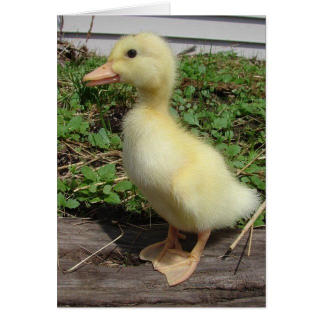 Pekin Duckling (Vorne)