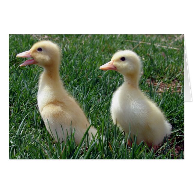 Pekin Ducklings (Vorderseite (Horizontal))