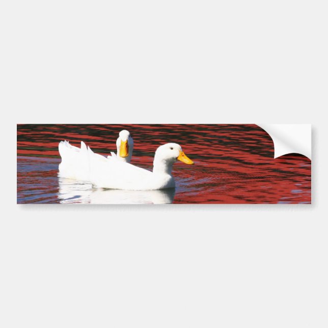 Pekin-Enten Autoaufkleber (Vorne)