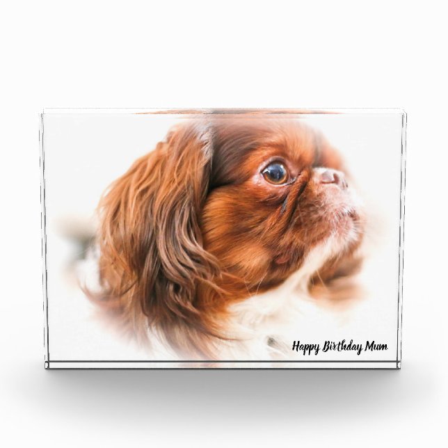 Pekinese Dog Fotoblock (Vorderseite)
