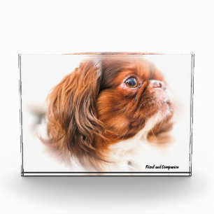 Pekinese Hund. Fotoblock
