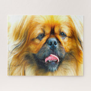 Pekinese Hund. Puzzle