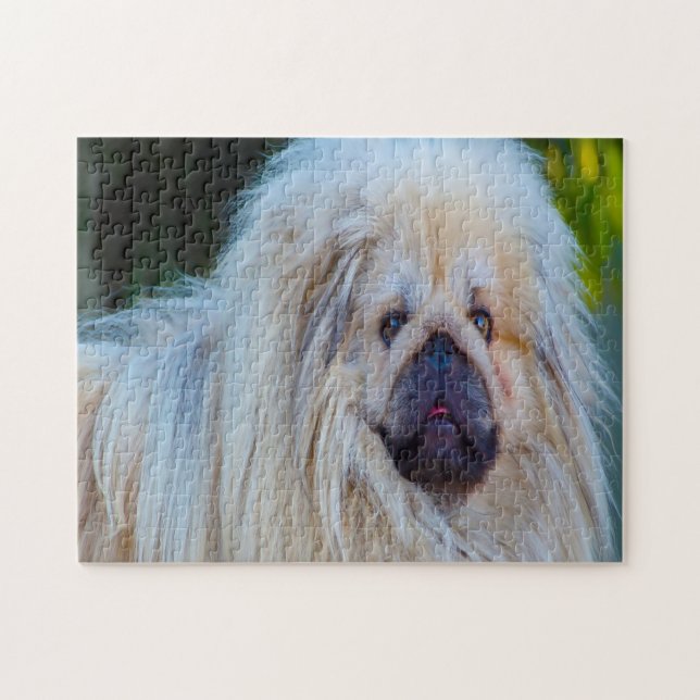 Pekinese Hund. Puzzle (Horizontal)