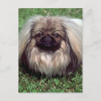 Pekinese
