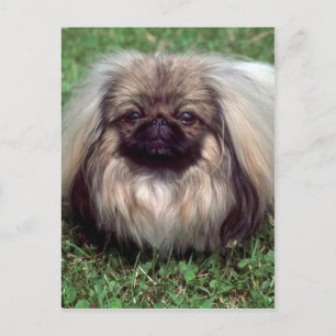 Pekinese Postkarte