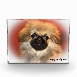 Pekineser Hund Fotoblock