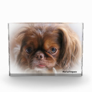 Pekineser Hund. Fotoblock