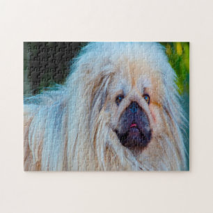 Pekineser Hund. Puzzle