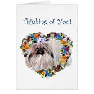 Pekingese bei Stiefmütterchen