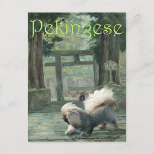 Pekingese beim Oriental Gateway Postkarte