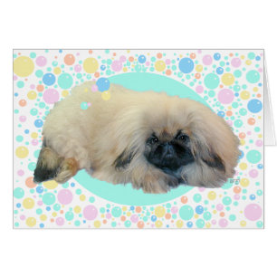 Pekingese-Blasen-Glück