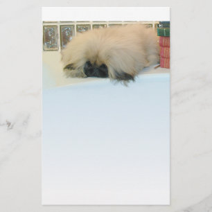 Pekingese denkt groß
