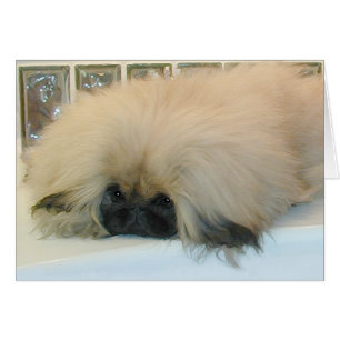 Pekingese denkt groß