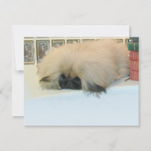 Pekingese denkt groß