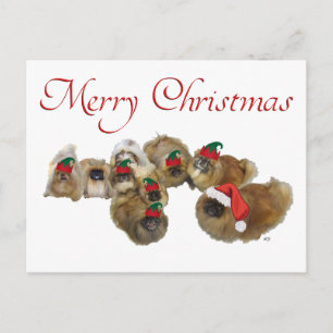 Pekingese-Gruppe feiert Weihnachten