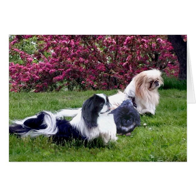 Pekingese-Gruppe im Springtime (Vorderseite (Horizontal))