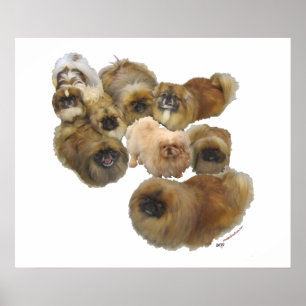 Pekingese-Gruppe Poster