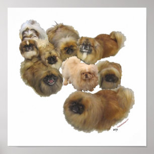 Pekingese-Gruppe Poster