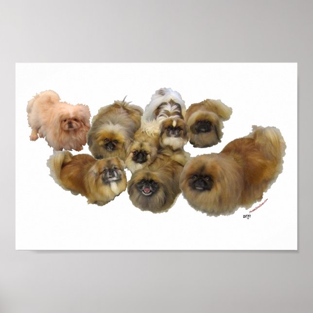 Pekingese-Gruppe Poster (Vorne)