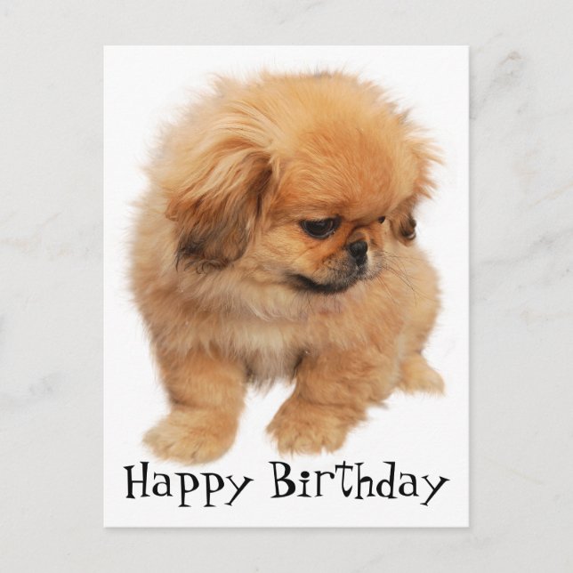 Pekingese Happy Birthday Puppy Dog Black Postkarte (Vorderseite)
