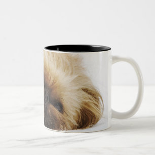 Pekingese Hund, nahes hohes Zweifarbige Tasse