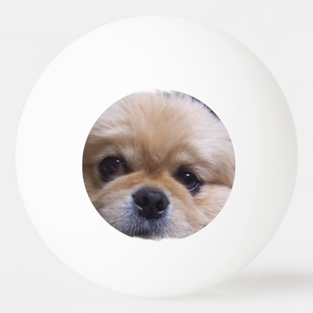 Pekingese Hund Tischtennisball (Vorderseite)