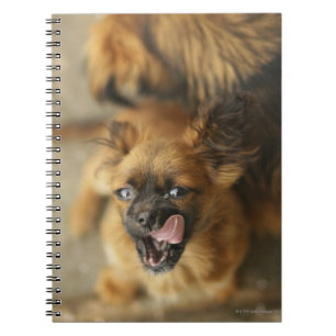 Pekingese Hunde Notizblock