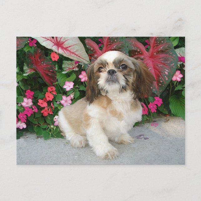 Pekingese im Garten Postkarte (Vorderseite)