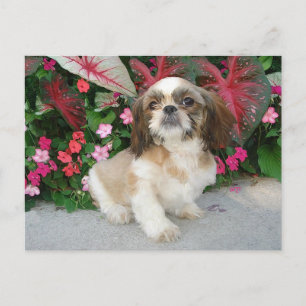 Pekingese in einem Gartensetting Postkarte