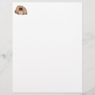 Pekingese Königin