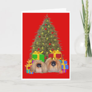Pekingese Königspaar feiert Weihnachten