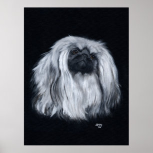 Pekingese Portrait in Schwarz-Weiß Poster