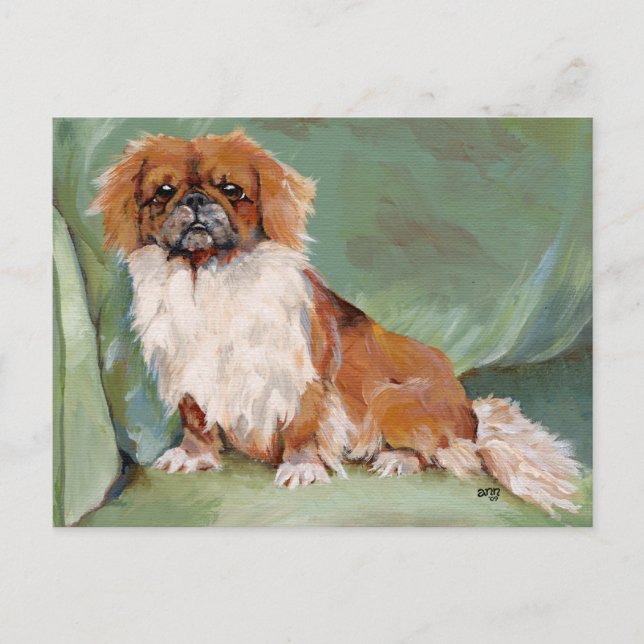 Pekingese  postkarte (Vorderseite)