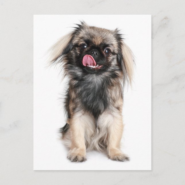 Pekingese Puppy Dop leere Postkarte (Vorderseite)
