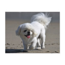 Pekingese Puppy Dop leere Postkarte