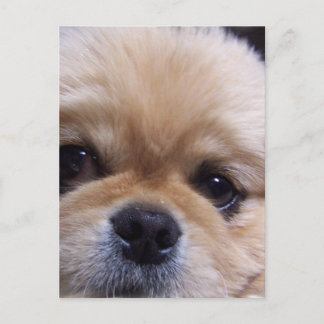 Pekingese Puppy Postkarte