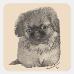 Pekingese Puppy Quadratischer Aufkleber